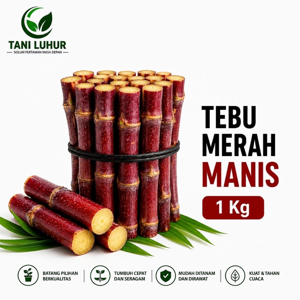 TEBU MERAH MANIS 1KG • Manis • Alami • Siap Konsumsi