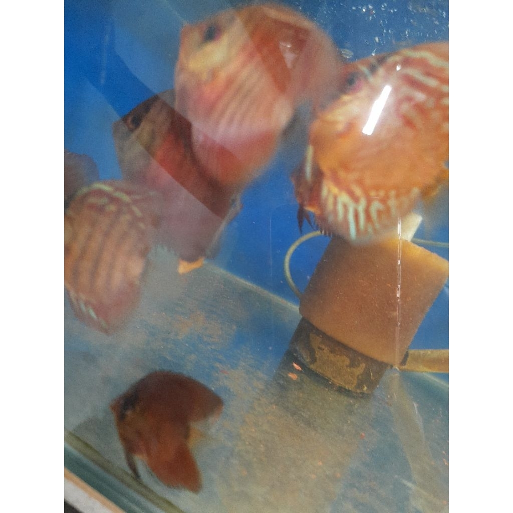 Hiasan ikan discus