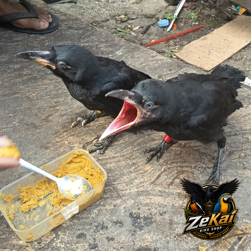 LOLOHAN BURUNG GAGAK GAOK LATIH FRE FLY