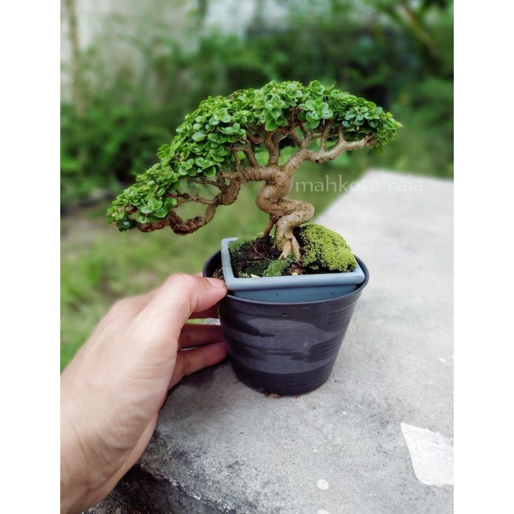 Tanaman hias Sancang / bonsai mini sancang