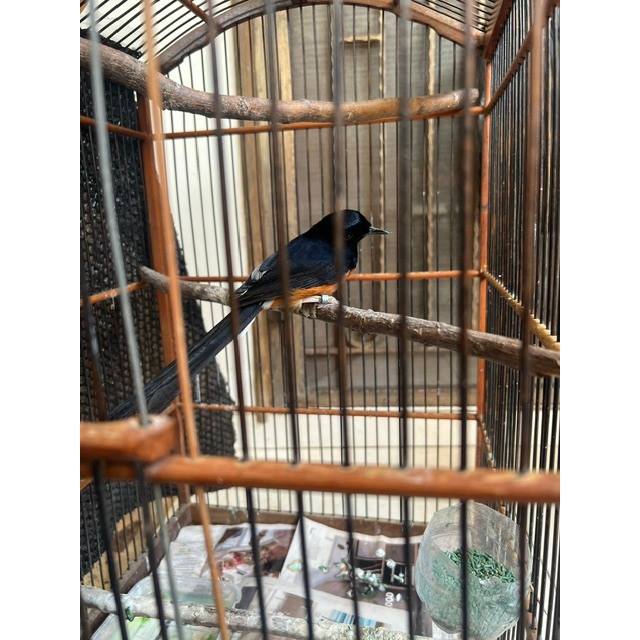 Burung Murai MH jantan bunyi bulu mulus (Minus Kuku Kaki)