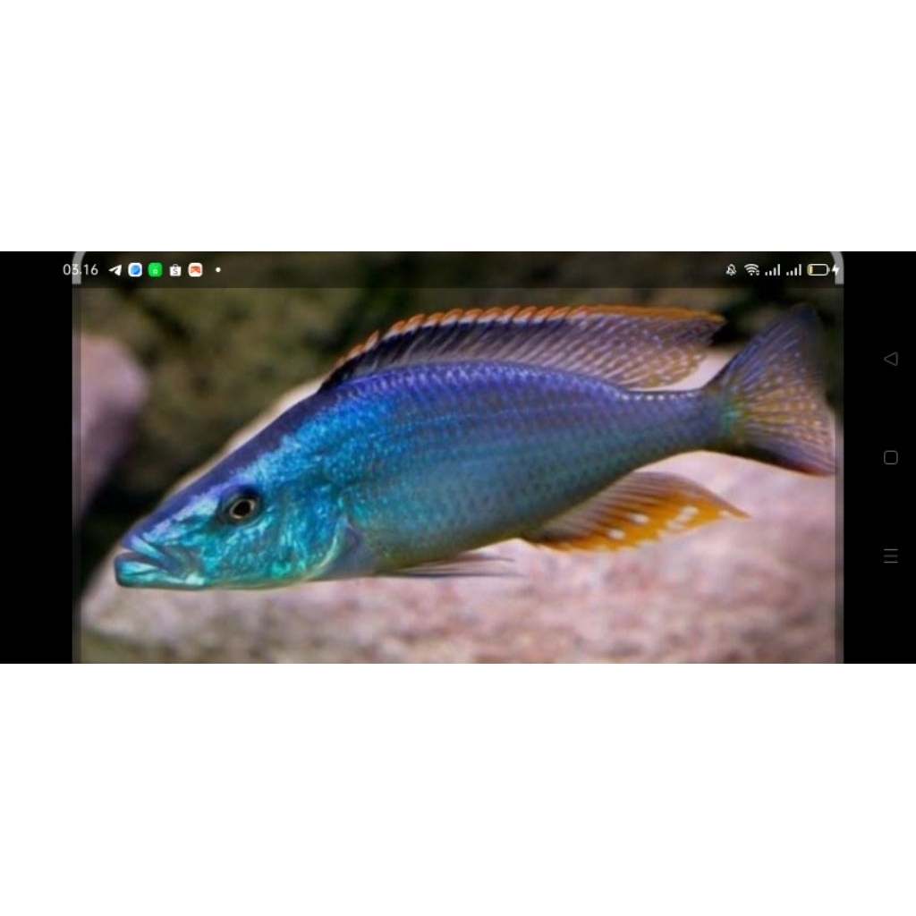 dimidiochromis,coceptionis,jendral,hapus,cichlid