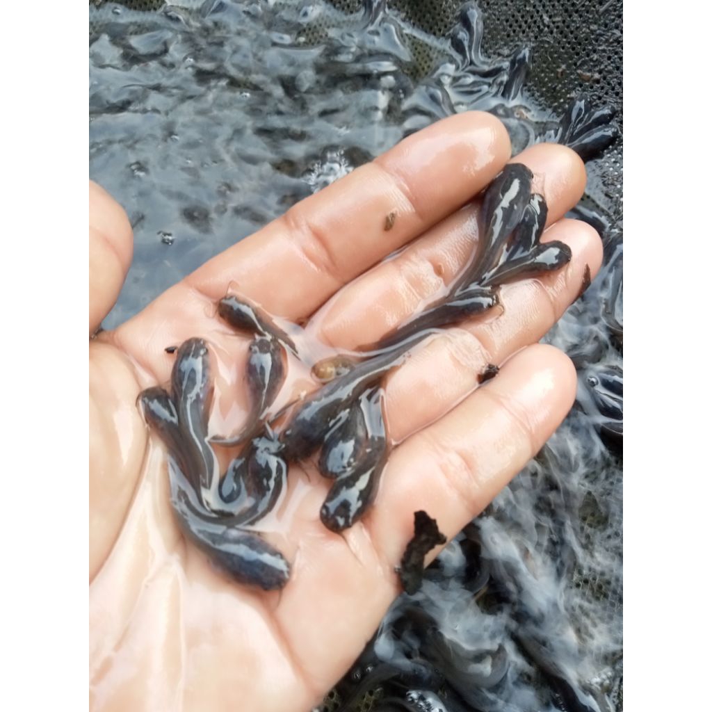 paket 100 Bibit lele3/4 berkwalitas+ pakan