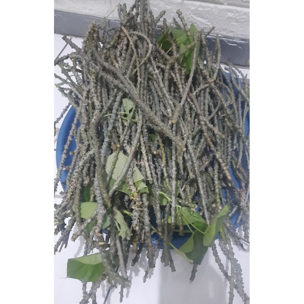 Herbal Sapih ASI alami brotowali segar. Batang brotowali segar.