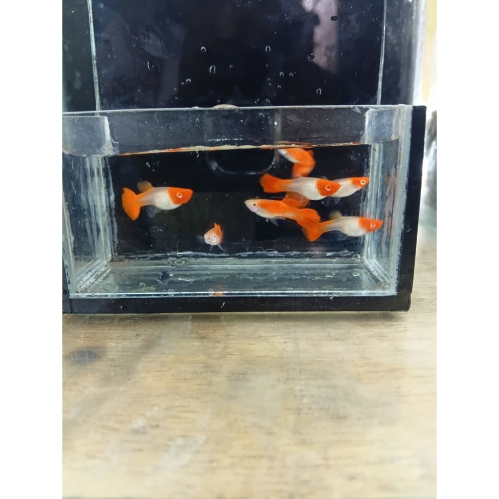 ALBINO KOI RED EAR