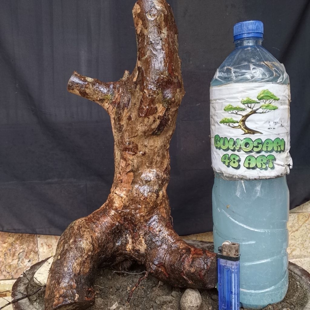 Bahan Bonsai Kibesi Dongkelan Formal Bogel Medium Size Real Pict