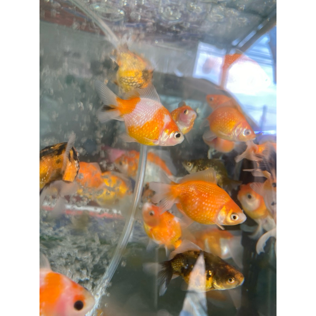 koki mutiara