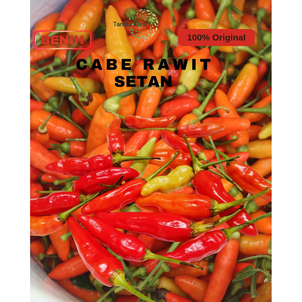 Benih 1kg Benih bibit cabe rawit setan unggul|Benih cabe rawit setan super