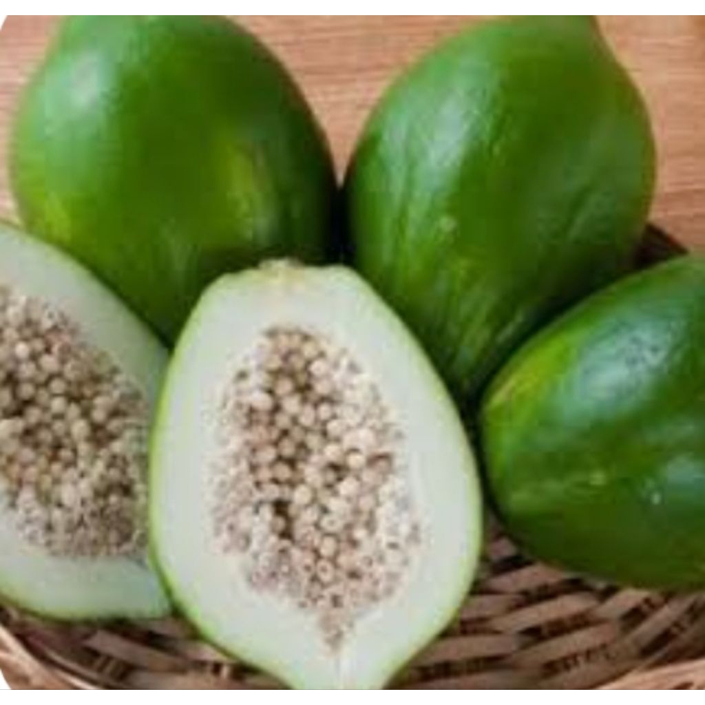 pepaya muda 1kg #paya muda #Pepaya muda murah