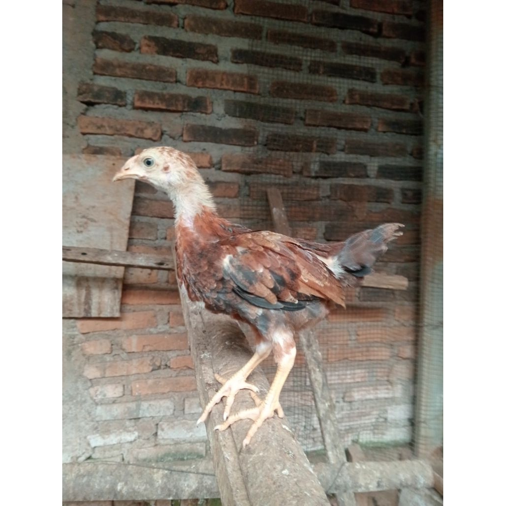 AYAM KUB 2 Usia 1 Bulan