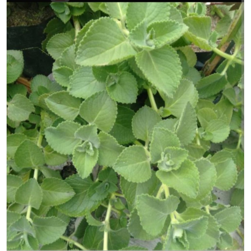 DAUN JINTEN 100GRM-50GRM