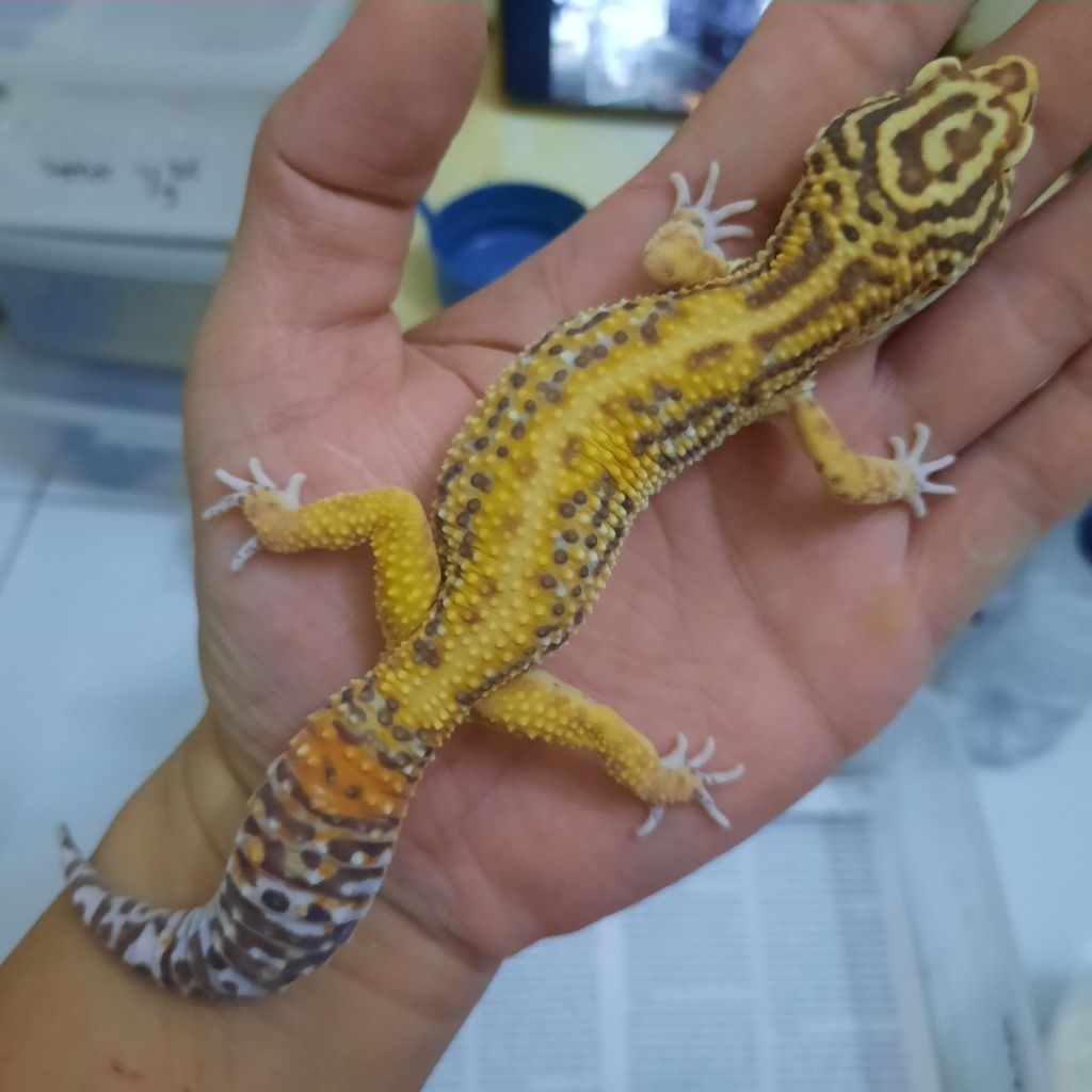 Promo Murah Mainan dewasa Gecko leopard BS BELL Jantan siap kawin