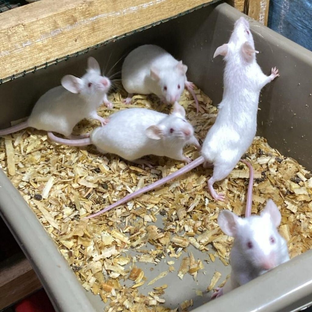 Paket Indukan Tikus Putih Mencit - Bahan Breeding Mencit Putih