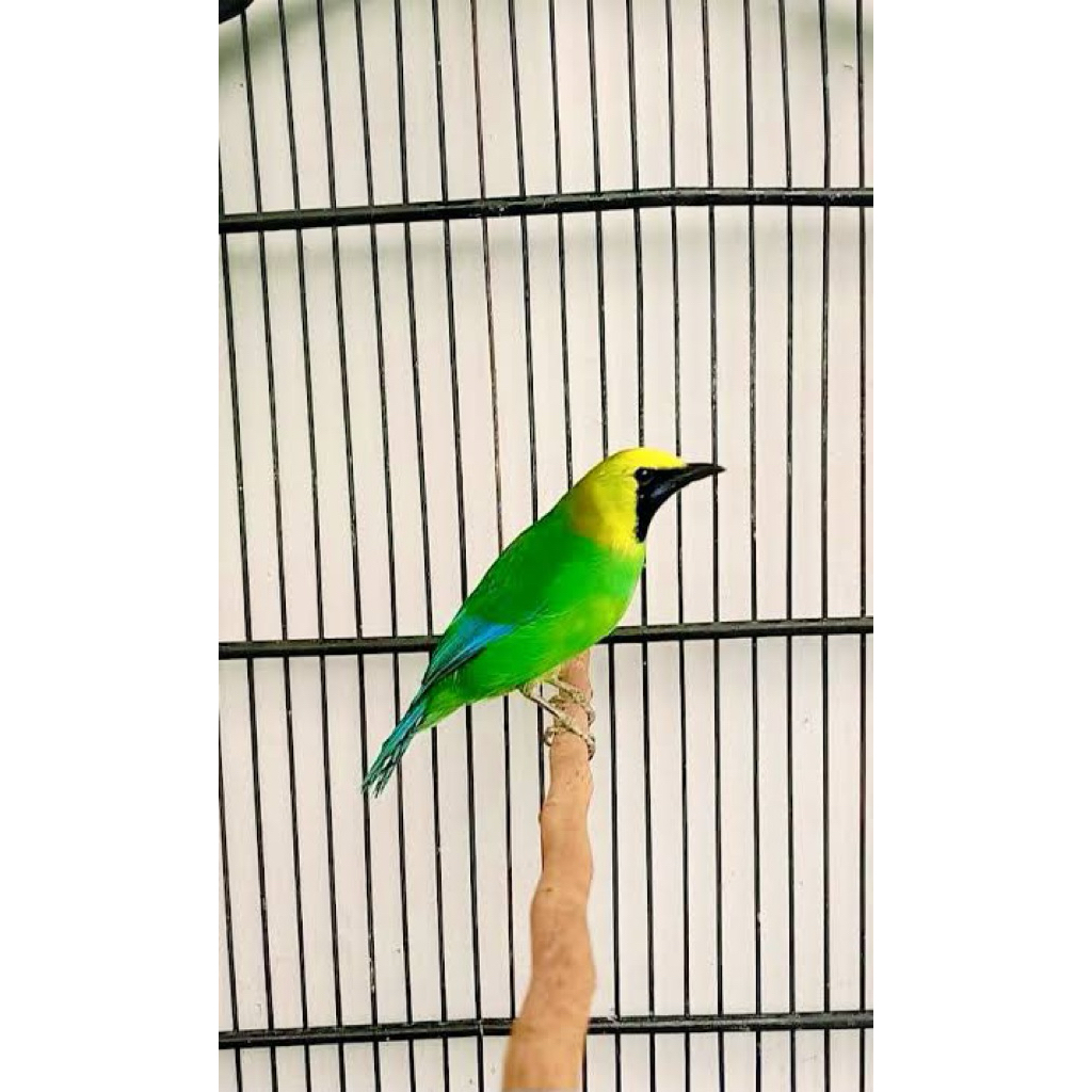 Burung cucak ranting bahan