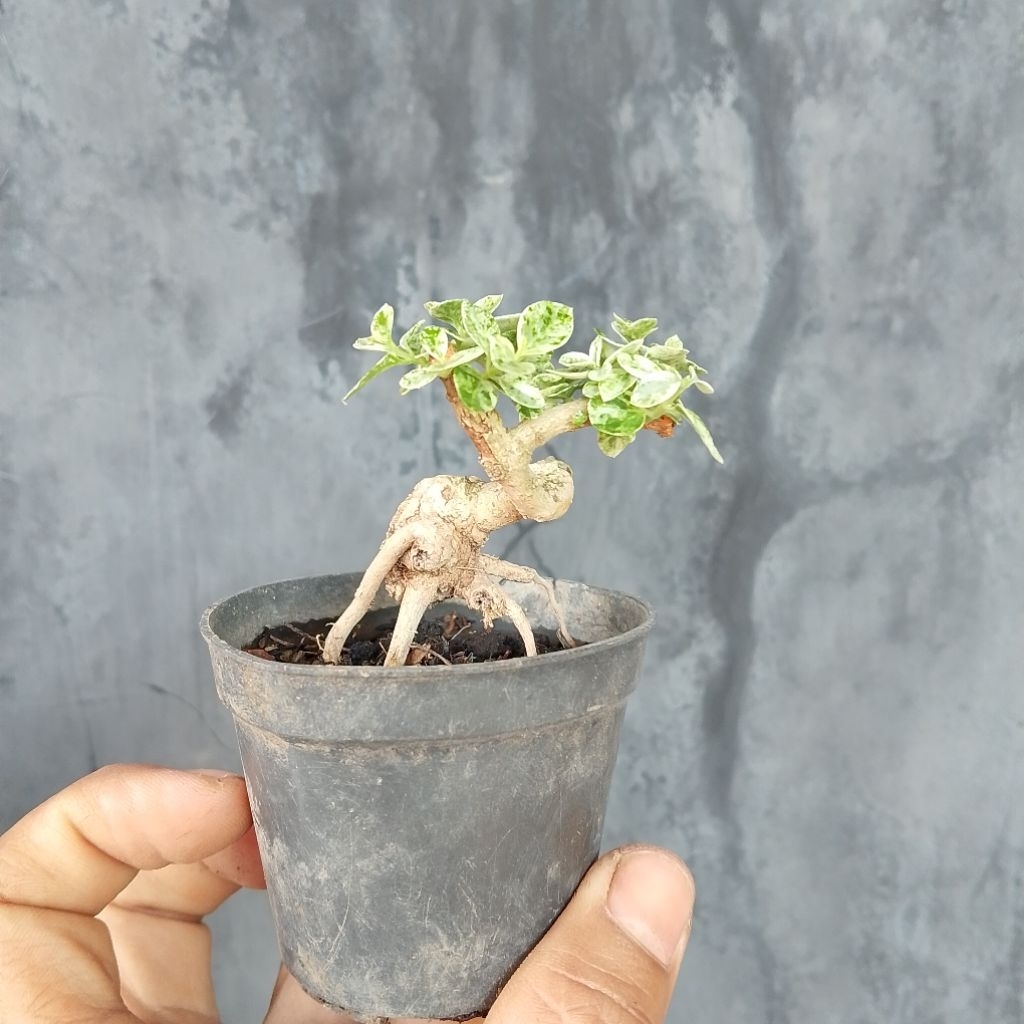 Bonsai mini shito sancang variegata