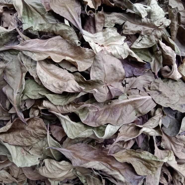 100 gram Daun Salam Kering / Rempah Daun Salam Kering Alami