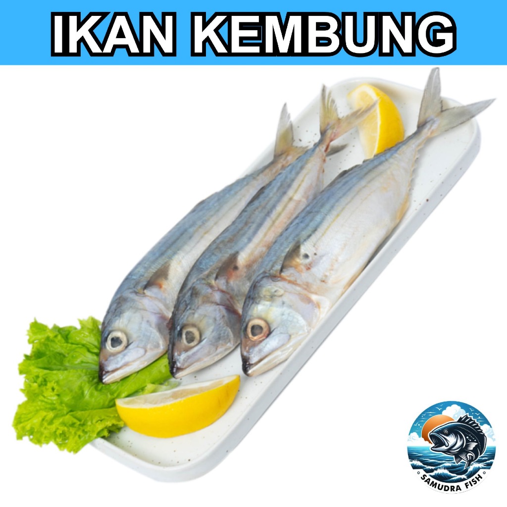 Ikan Kembung  | Ikan Semarang | Beli Ikan Segar Semarang | Belanja Ikan Semarang | Pasar Ikan Segar 