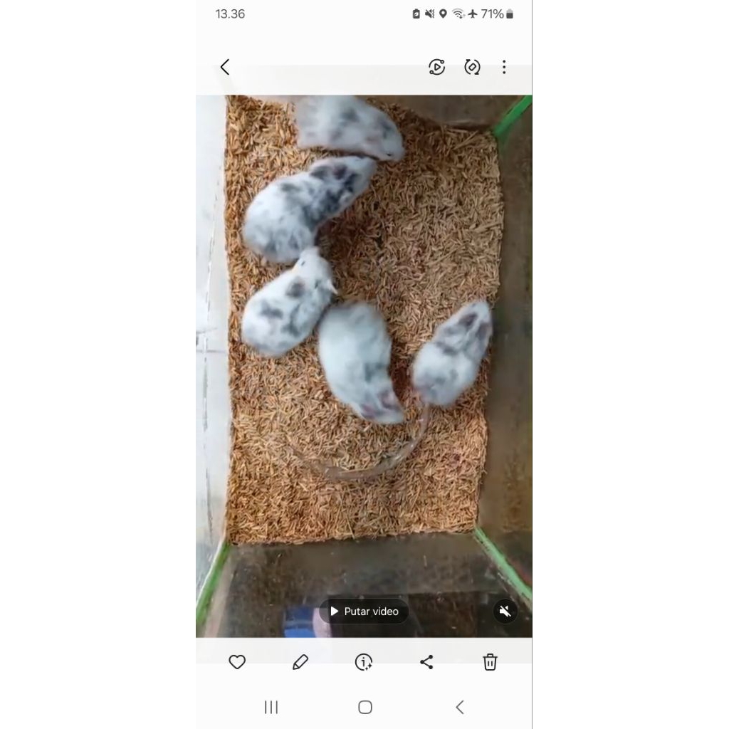 hamster fujiyama log hair