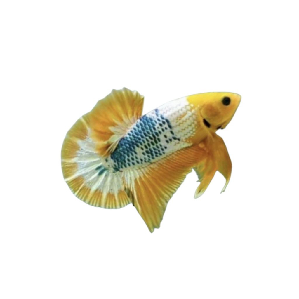 HIASAN AQUARIUM PK YELLOW FCCP + PLAKAT YELLOW FCCP GRADE A+