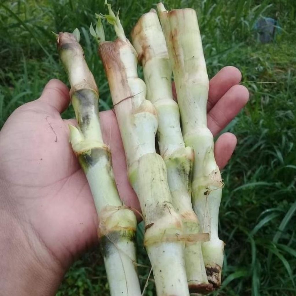 Bibit Rumput Odot Super 1 kg - Tinggi 2-2,5 Meter, Mudah Dikembangbiakkan, Cocok untuk Lahan Kering 