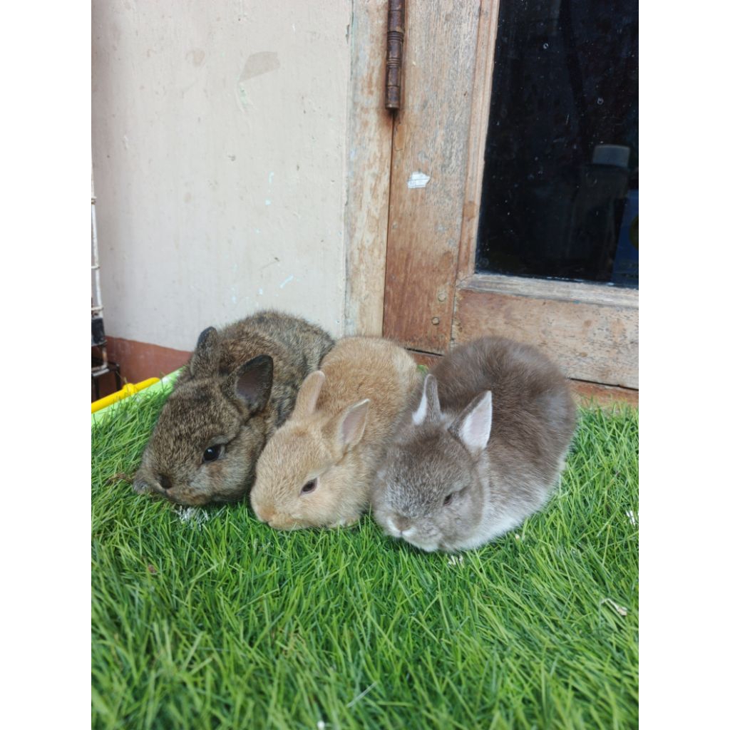 kelinci Netherland dwarf