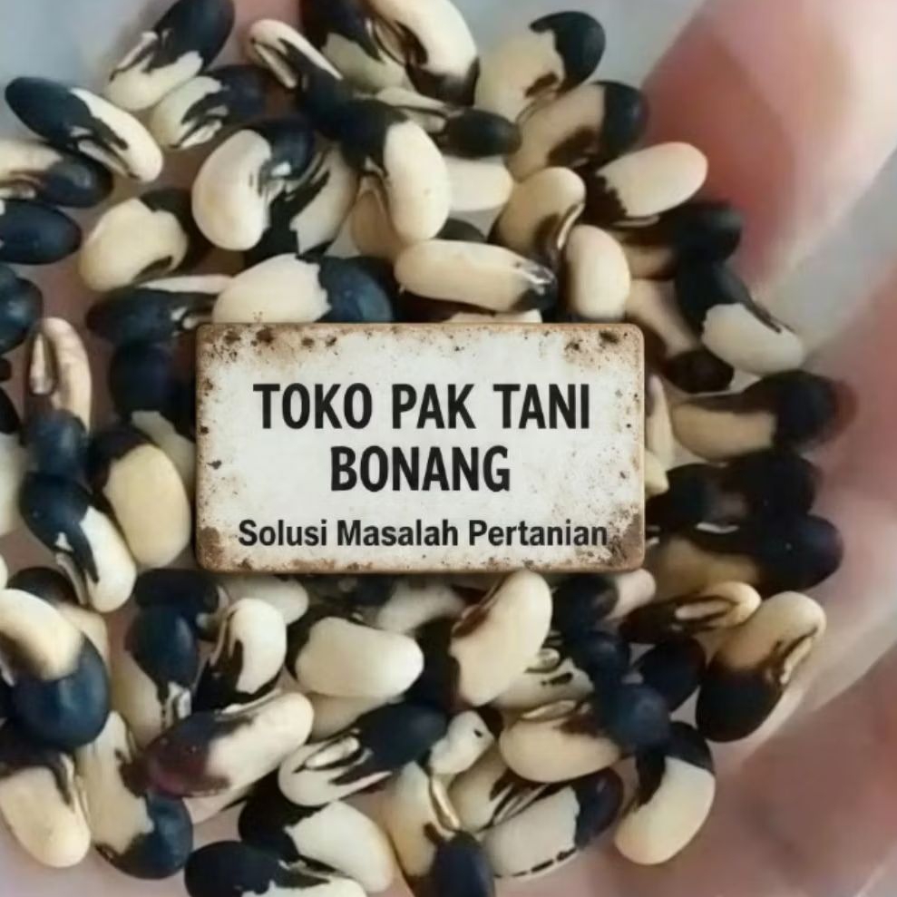 Benih Kacang Panjang / Sayur Kacang Panjang
