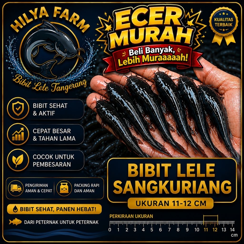 Bibit Lele Sangkuriang 11-12 Cm