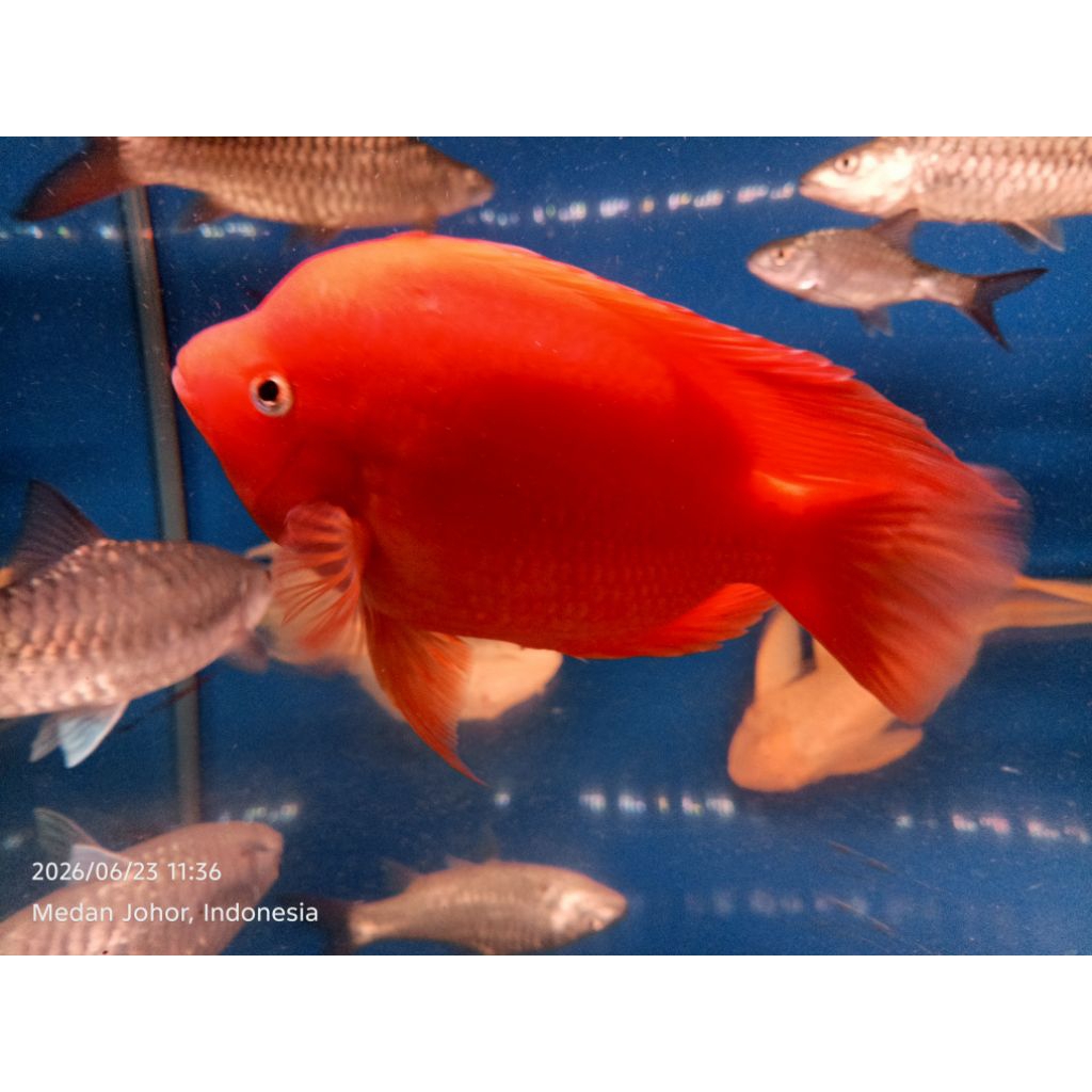 IKAN RED PARROT JUMBO SIZE 5 JARI