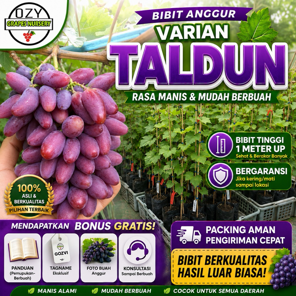BIBIT ANGGUR TALDUN