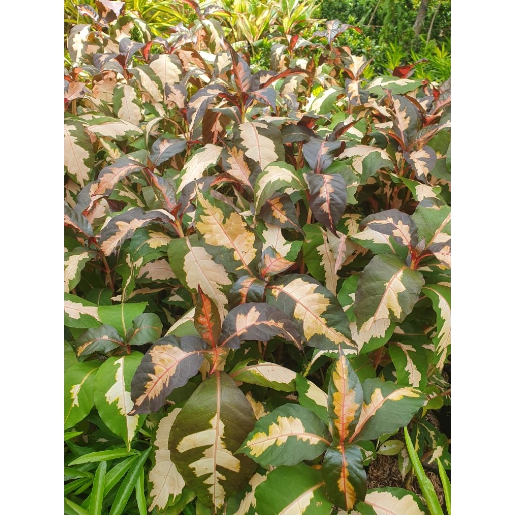 tanaman hias graptophyllum pictum variegata tanaman obat wasir atau tanaman obat ambien