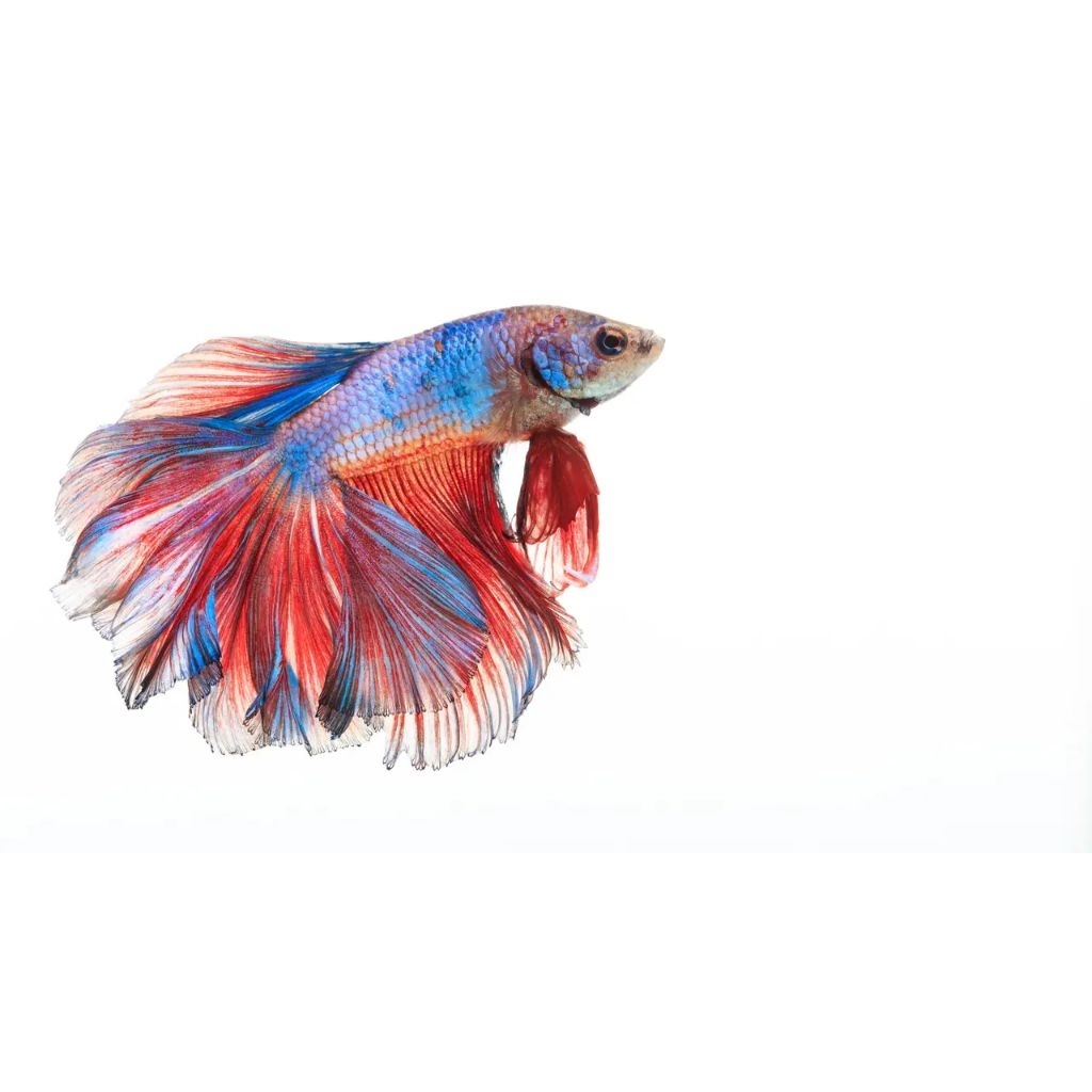 Ikan Cupang Hias Halfmoon Rosetail Size M - Warna Acak, Garansi Hidup, Gratis Pakan