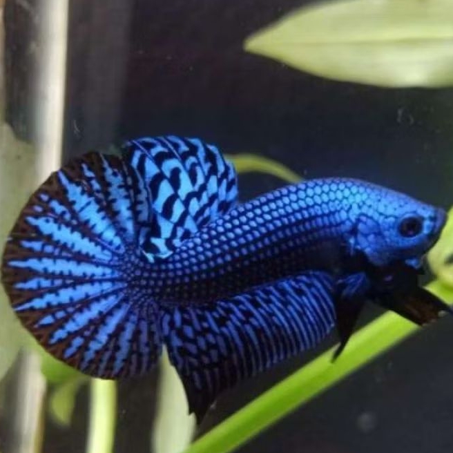 wild betta alien