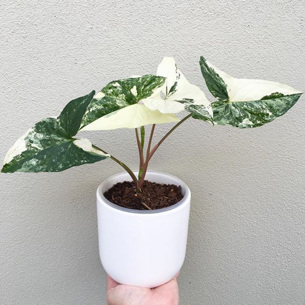TANAMAN SYNGONIUM VARIEGATA, SYNGONIUM VARIEGATA PUTIH, SYNGONIUM, VARIEGATA PLANT, SYNGONIUM MERAMB