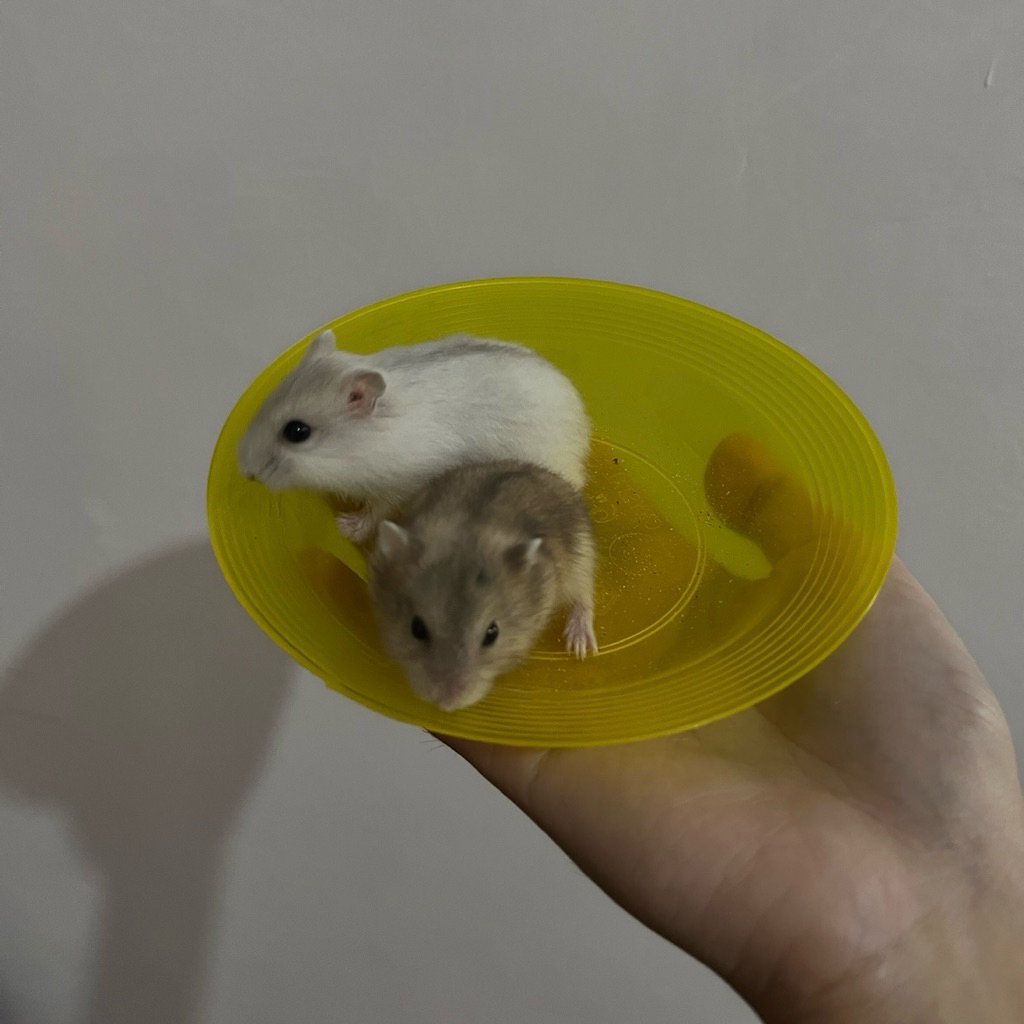 Hamster Winter White Sepasang