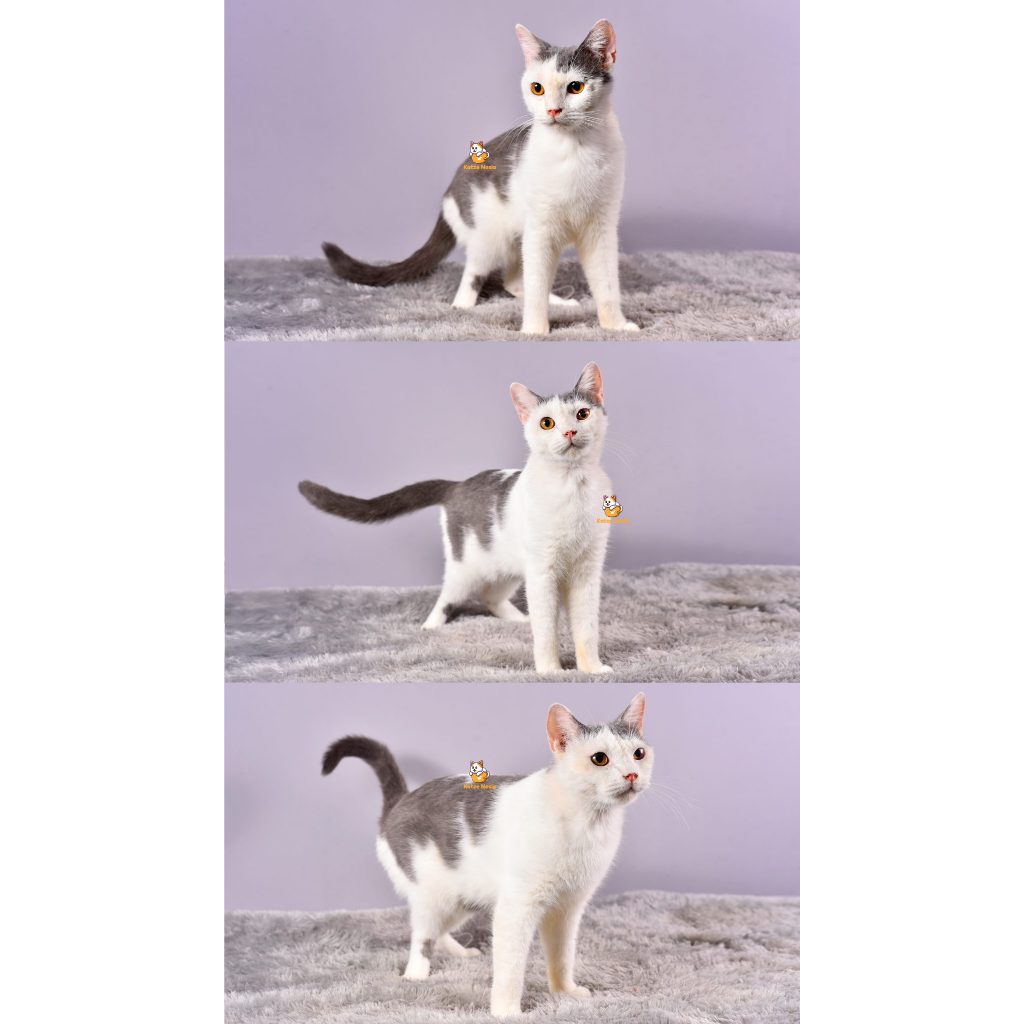 Xylon – Kucing British Short Hair – Jantan (Steril) – 12 Bulan +