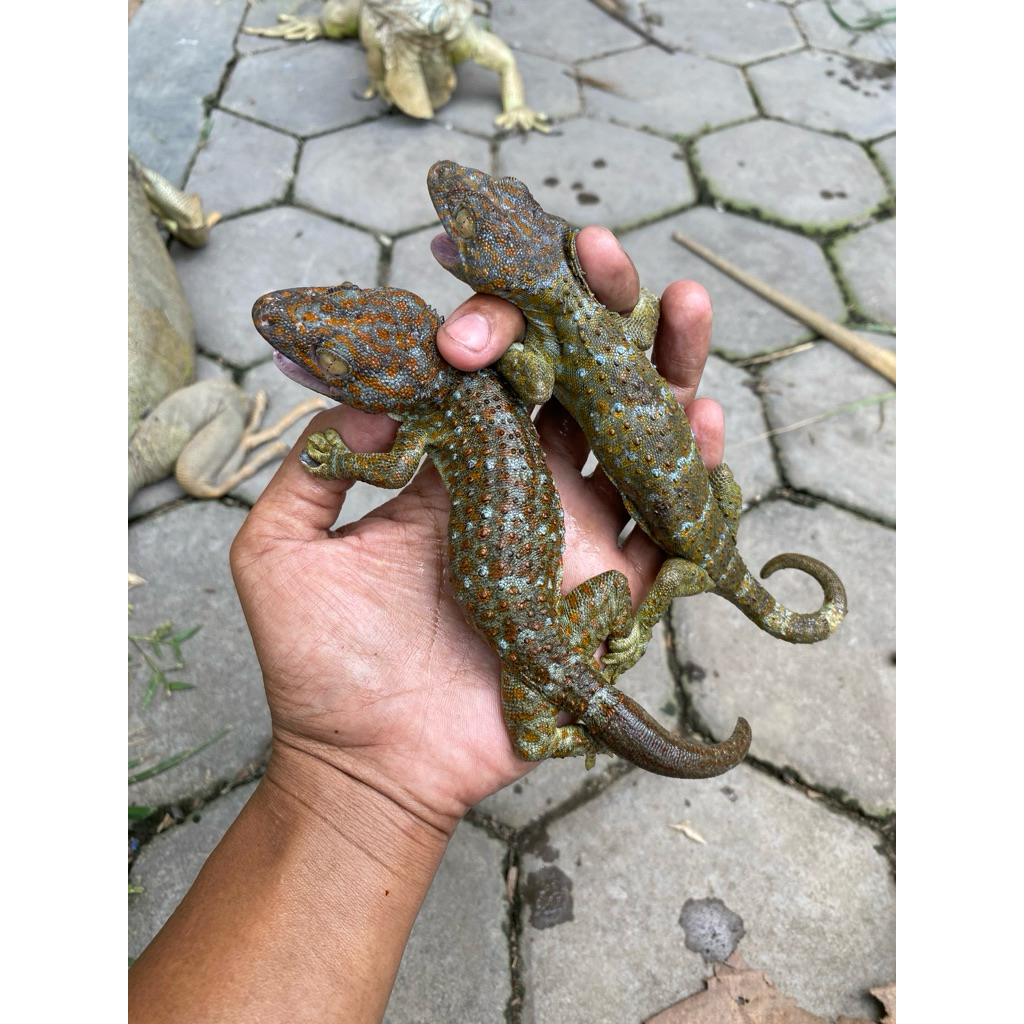 SEPASANG TOKEK RUMAH INDUKAN