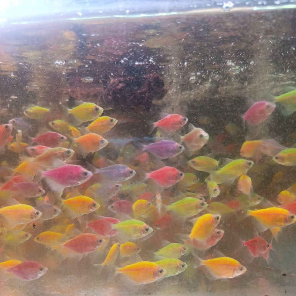 Ikan Glowfish ayak 6-7,,Glowfish,,ikan hias glowfish,,Glowfish