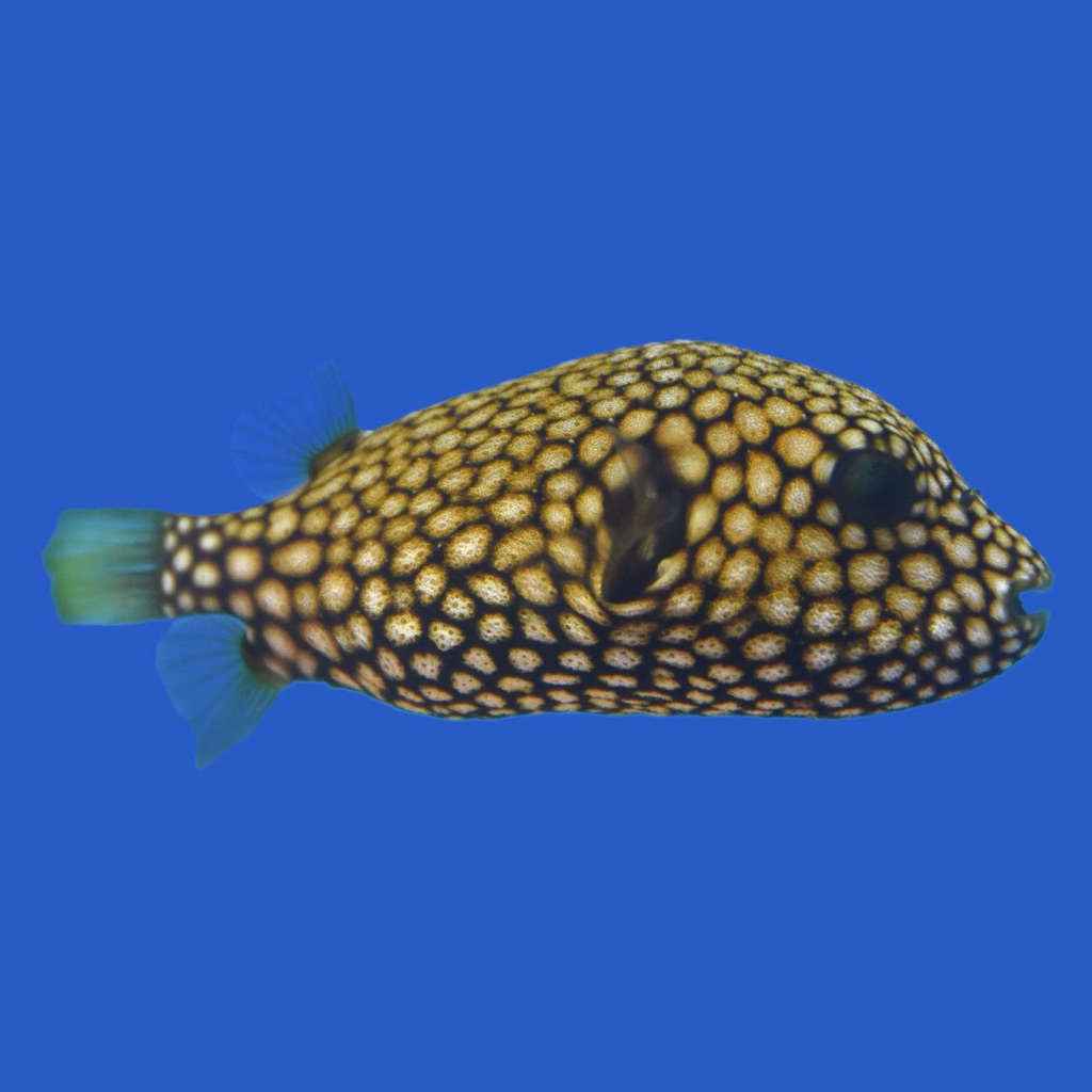 ikan buntal mappa pufferfish air laut