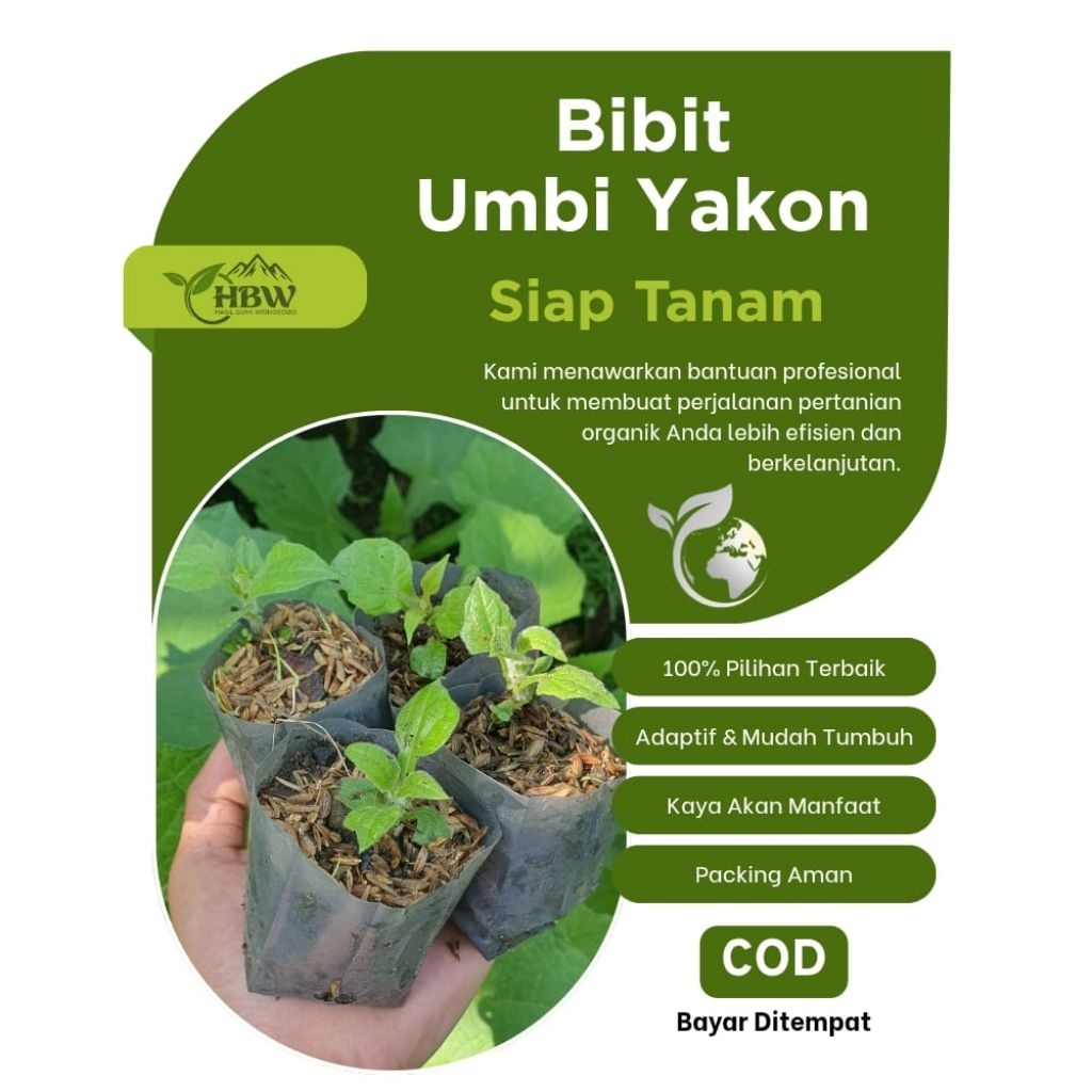 bibit ubi yakon siap tanam
