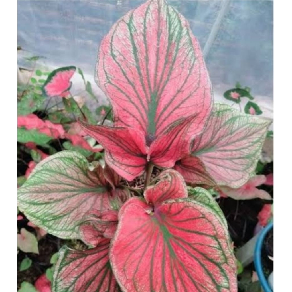 caladium super red ceria