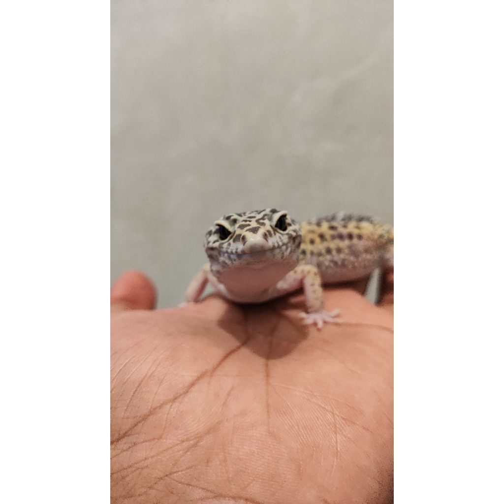Mainan Gecko Black Night Poss Snow