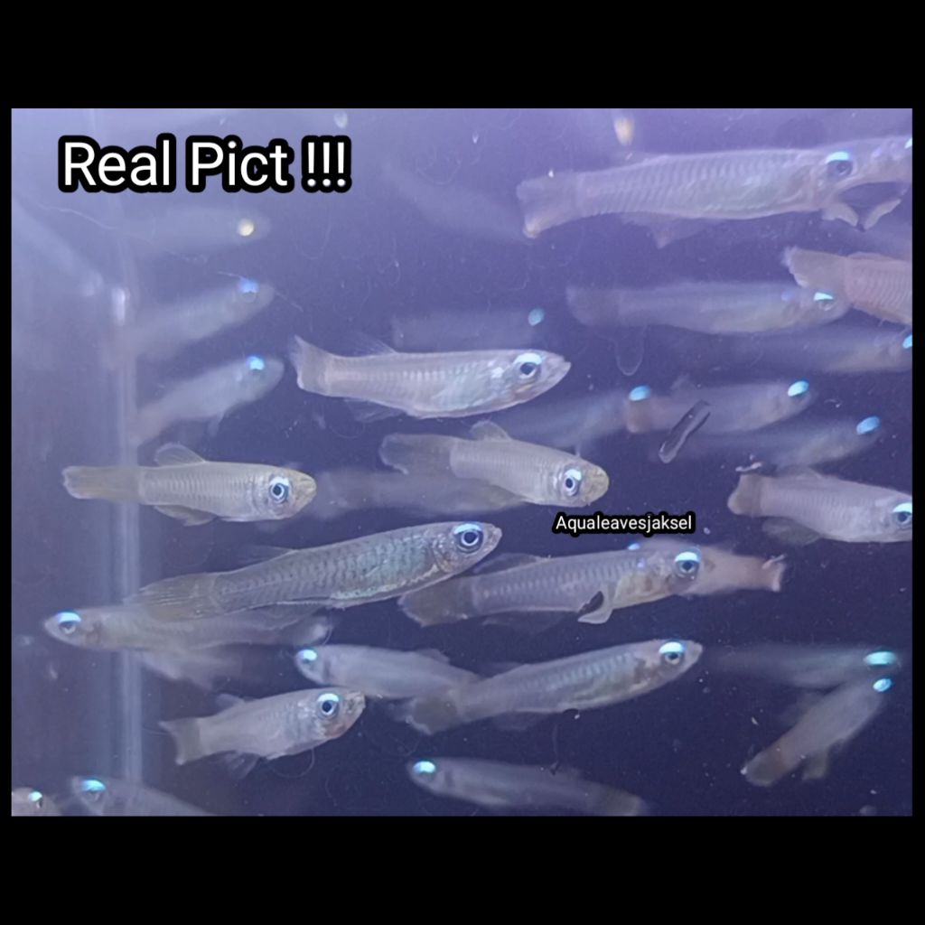ikan tetra blue eye