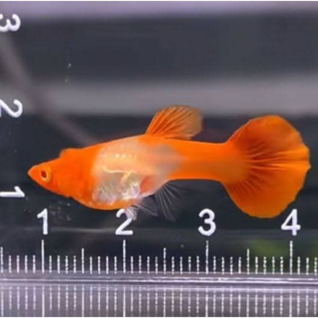 ikan Guppy Albino Koi Red Ear