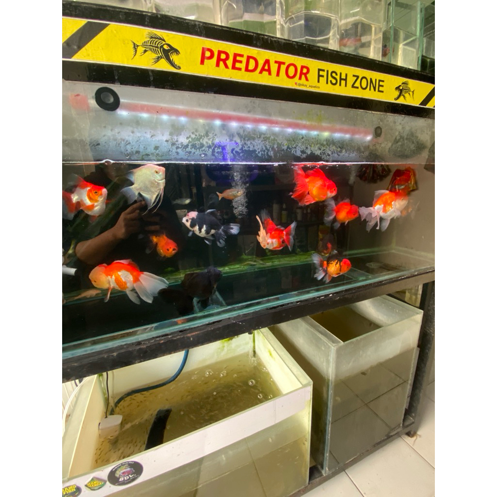 hiasan mas koki jumbo premium