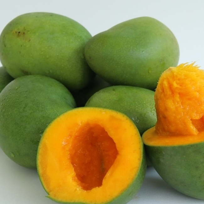 entres mangga gadung - pucuk tunas mangga gadung