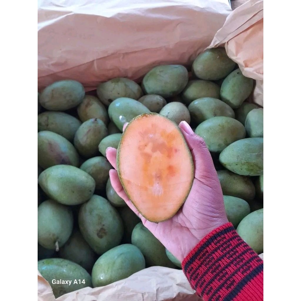 mangga manalagi super tua