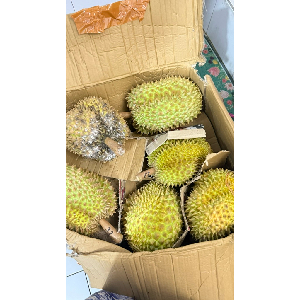 Durian Montong Utuh