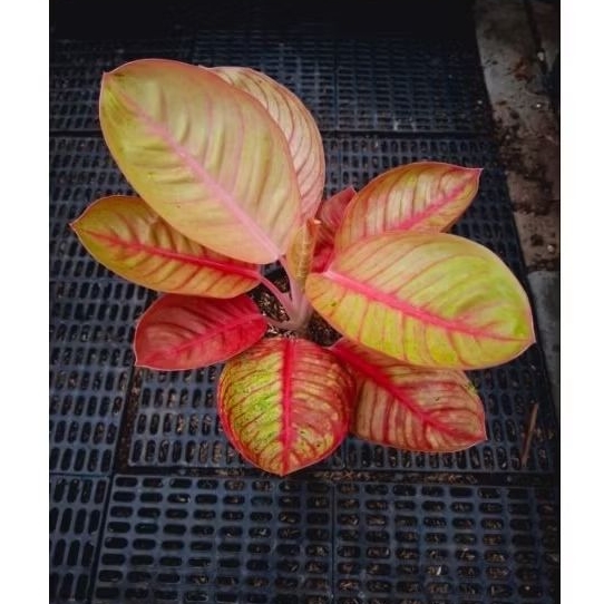 Tanaman hias aglaonema / aglonema goliath merah realpict
