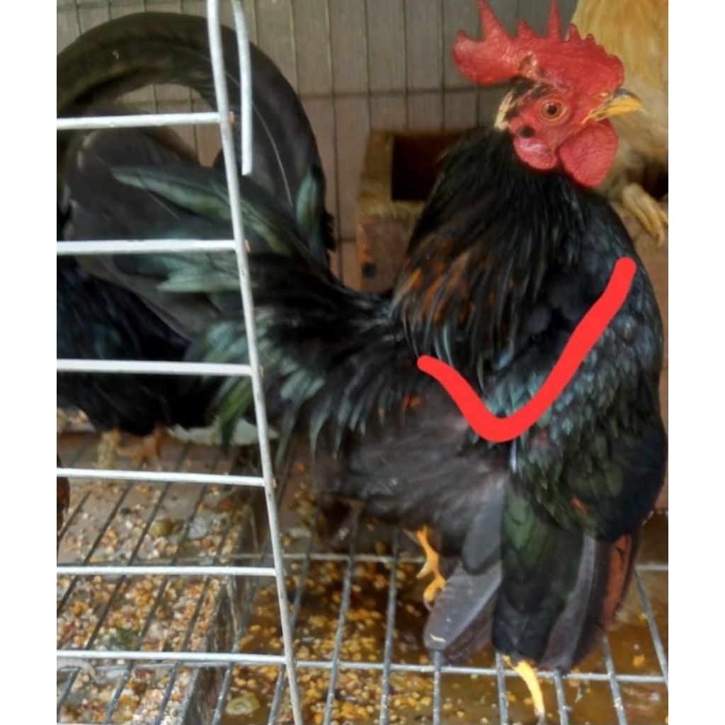 Ayam Serama Dewasa