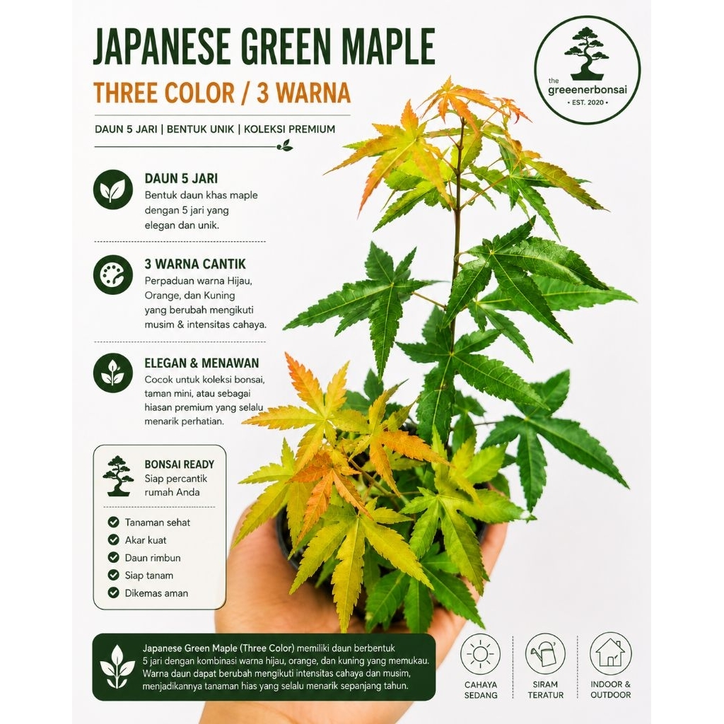 Acer Palmatum Three Color | Japanese Green Maple | Bonsai Maple Jepang Premium